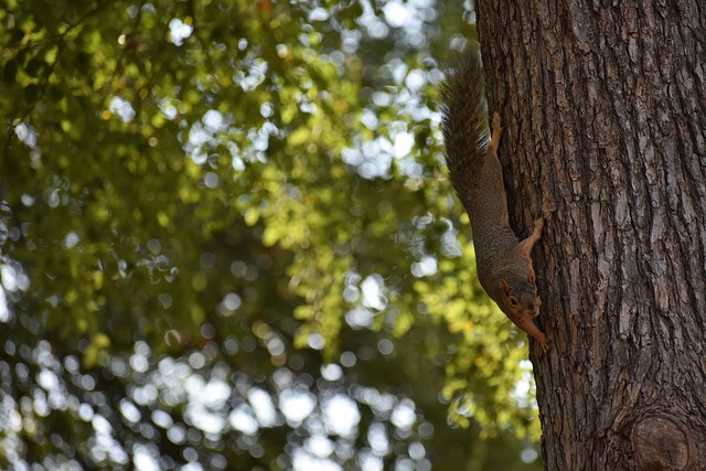 有望展现其 有望展现其